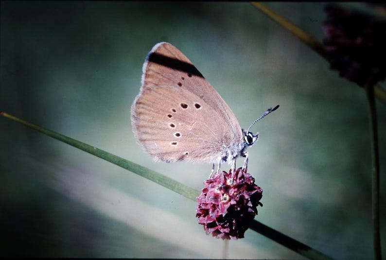May include: A brown butterfly with white spots perched on a pink flower. The butterfly has its wings spread out and is facing to the right. The flower is in focus and the butterfly is slightly out of focus.
