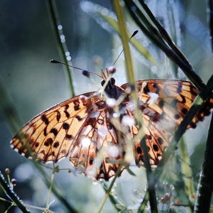 May include: A brown and black butterfly with white spots is perched on a green stem with dew drops. The butterfly's wings are spread open, and the background is blurred.