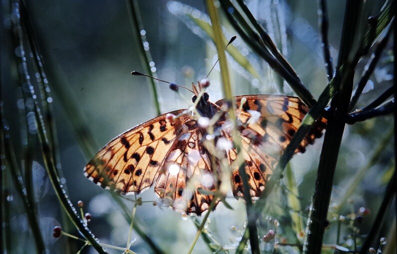 May include: A brown and black butterfly with white spots is perched on a green stem with dew drops. The butterfly's wings are spread open, and the background is blurred.