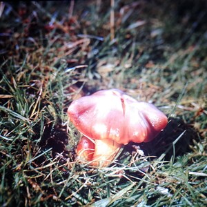 May include: A close-up of a mushroom with a reddish-brown cap and a yellow stem, growing in green grass. The mushroom's cap has a unique shape and texture, with a split down the center.