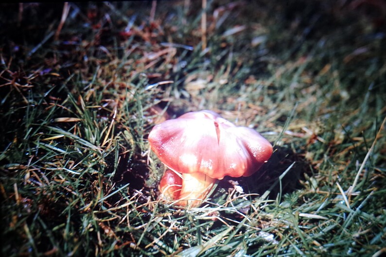 May include: A close-up of a mushroom with a reddish-brown cap and a yellow stem, growing in green grass. The mushroom's cap has a unique shape and texture, with a split down the center.