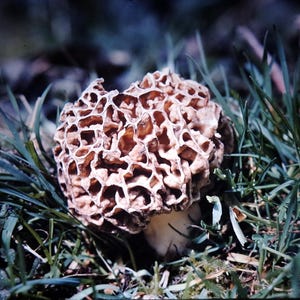 May include: A morel mushroom with a distinctive honeycomb-like cap, in shades of brown and tan, sits amidst green grass and foliage. The mushroom's stem is a creamy white color. The image is a close-up shot, highlighting the texture and details of the mushroom.