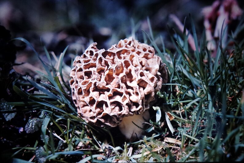 May include: A morel mushroom with a distinctive honeycomb-like cap, in shades of brown and tan, sits amidst green grass and foliage. The mushroom's stem is a creamy white color. The image is a close-up shot, highlighting the texture and details of the mushroom.