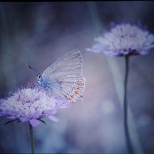 May include: A delicate blue butterfly with orange markings rests on a soft purple flower. The flower is in focus, while the butterfly is slightly out of focus, creating a dreamy, ethereal effect.