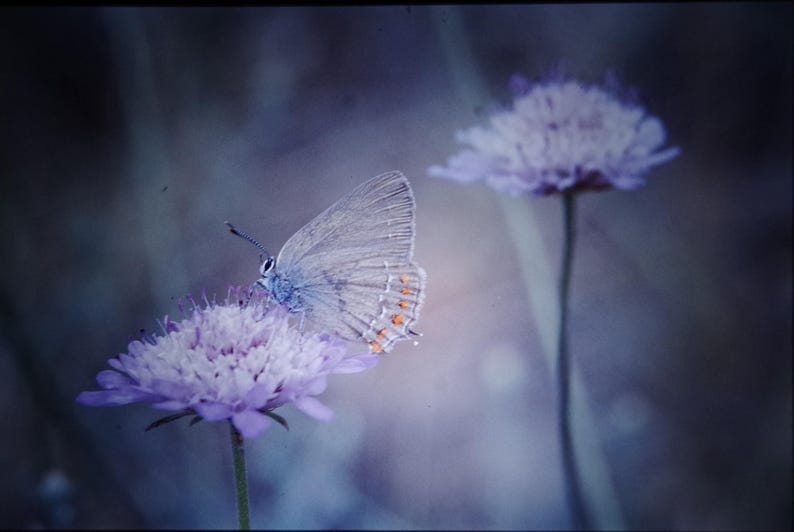 May include: A delicate blue butterfly with orange markings rests on a soft purple flower. The flower is in focus, while the butterfly is slightly out of focus, creating a dreamy, ethereal effect.