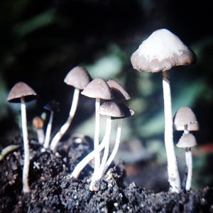 May include: A cluster of small mushrooms with brown caps and white stems growing from dark soil. The caps have a rounded shape, and the stems are slender. The background is a blurred dark green.