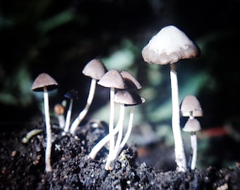 20 x Vintage Mushroom project flides: French Alps Nature Photography, Mycology film positive