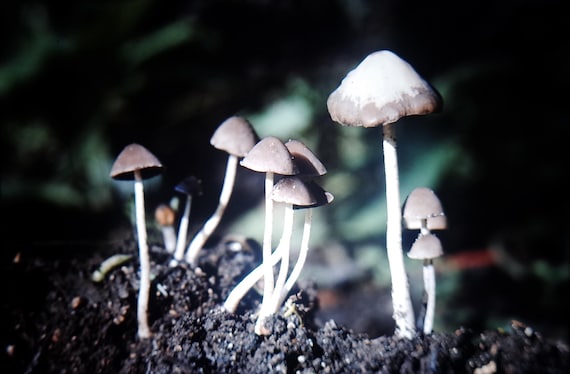 20 x Vintage Mushroom project flides: French Alps Nature Photography, Mycology film positive