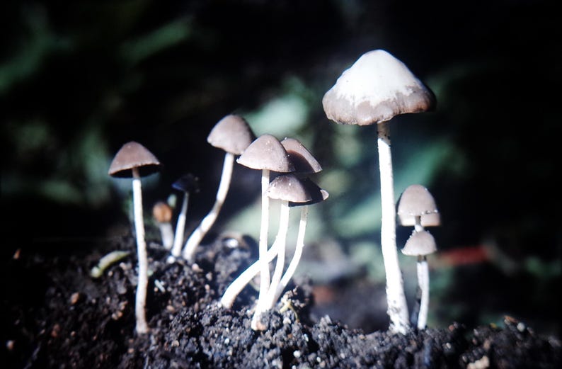 May include: A cluster of small mushrooms with brown caps and white stems growing from dark soil. The caps have a rounded shape, and the stems are slender. The background is a blurred dark green.