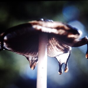 May include: A close-up shot of a mushroom with a dark brown cap and a white stem. The cap has a textured surface and is dripping with water droplets. The background is blurred, with shades of green and blue.