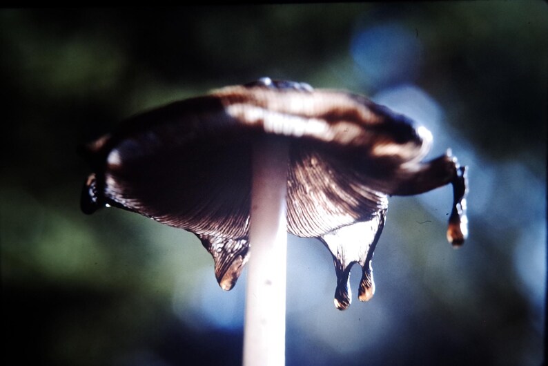 May include: A close-up shot of a mushroom with a dark brown cap and a white stem. The cap has a textured surface and is dripping with water droplets. The background is blurred, with shades of green and blue.