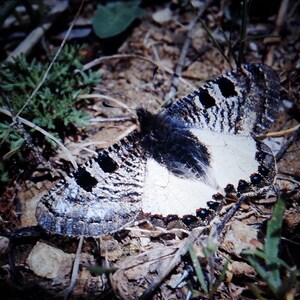 May include: A black and white butterfly with a furry body and black spots on its wings is lying on the ground. The butterfly is surrounded by brown leaves and twigs.