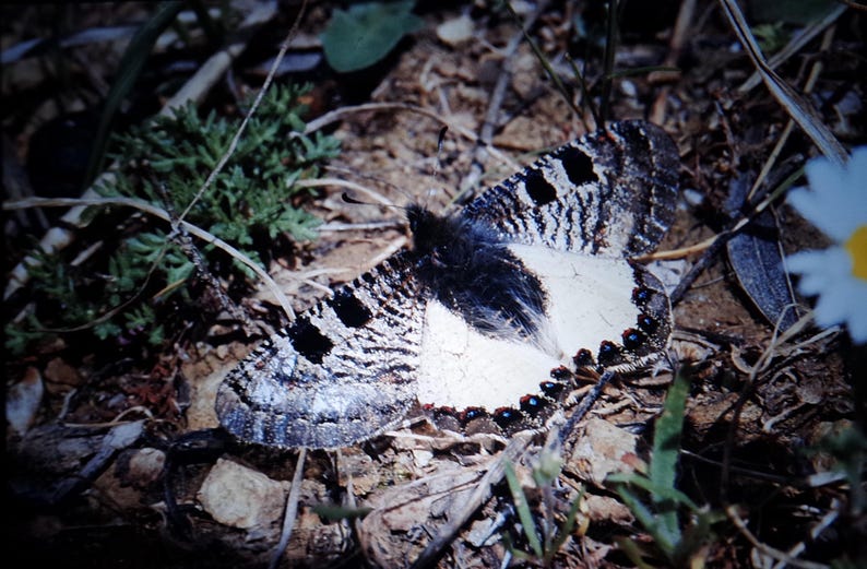 May include: A black and white butterfly with a furry body and black spots on its wings is lying on the ground. The butterfly is surrounded by brown leaves and twigs.