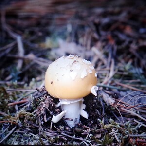 May include: A close-up of a mushroom with a light yellow cap and white stem. The cap has white, flaky patches. The mushroom is surrounded by brown twigs, green moss, and other forest debris. The image is taken in natural light.