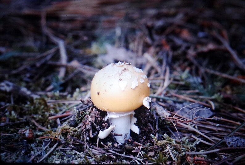 May include: A close-up of a mushroom with a light yellow cap and white stem. The cap has white, flaky patches. The mushroom is surrounded by brown twigs, green moss, and other forest debris. The image is taken in natural light.