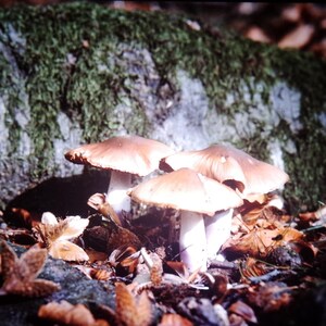 May include: A cluster of mushrooms with light brown caps and white stems grows among fallen leaves. The mushrooms are in front of a moss-covered log, creating a natural, earthy scene.