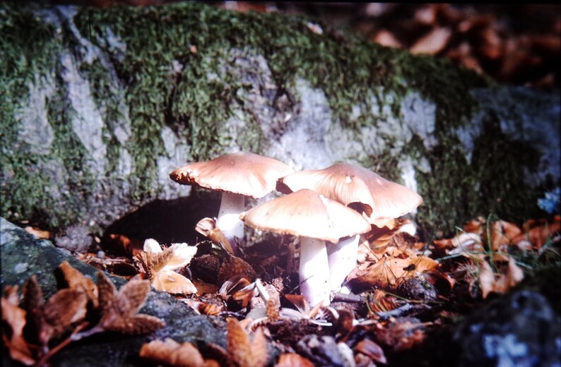 May include: A cluster of mushrooms with light brown caps and white stems grows among fallen leaves. The mushrooms are in front of a moss-covered log, creating a natural, earthy scene.