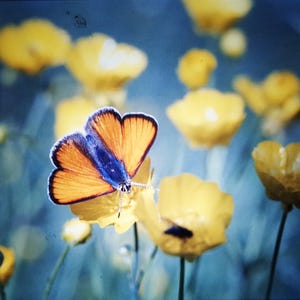 May include: A blue and orange butterfly with its wings spread wide, perched on a yellow flower. The butterfly is in focus, while the background is blurred and features other yellow flowers.