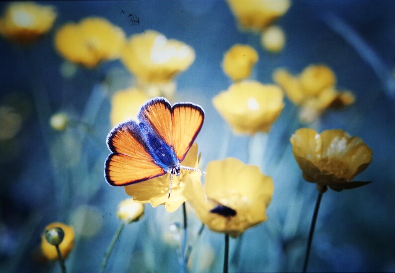 May include: A blue and orange butterfly with its wings spread wide, perched on a yellow flower. The butterfly is in focus, while the background is blurred and features other yellow flowers.