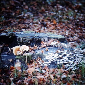 May include: A weathered tree stump covered in moss and surrounded by fallen leaves. Several clusters of light brown mushrooms and white shelf fungi grow on the stump. The scene evokes a sense of autumn in a forest setting.