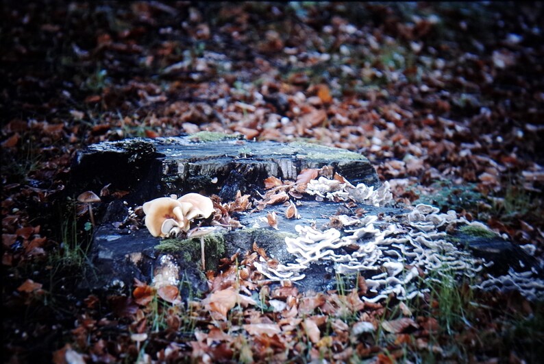 May include: A weathered tree stump covered in moss and surrounded by fallen leaves. Several clusters of light brown mushrooms and white shelf fungi grow on the stump. The scene evokes a sense of autumn in a forest setting.