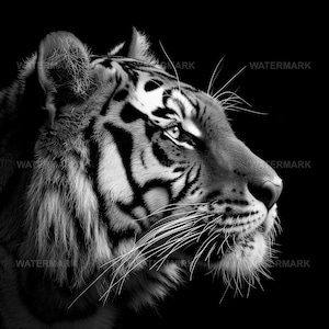 May include: A black and white close-up photograph of a tiger's face. The tiger is looking to the right, and its whiskers are visible.