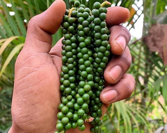 May include: A hand holding several strands of fresh, green peppercorns. The peppercorns are small, round, and tightly packed together, with a vibrant green color. The background features blurred green foliage.