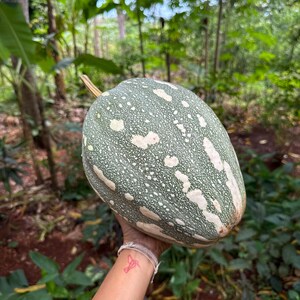 May include: A large, oval-shaped pumpkin with a green rind speckled with white spots. The pumpkin is held up against a backdrop of green foliage and trees. The pumpkin has a light brown stem.