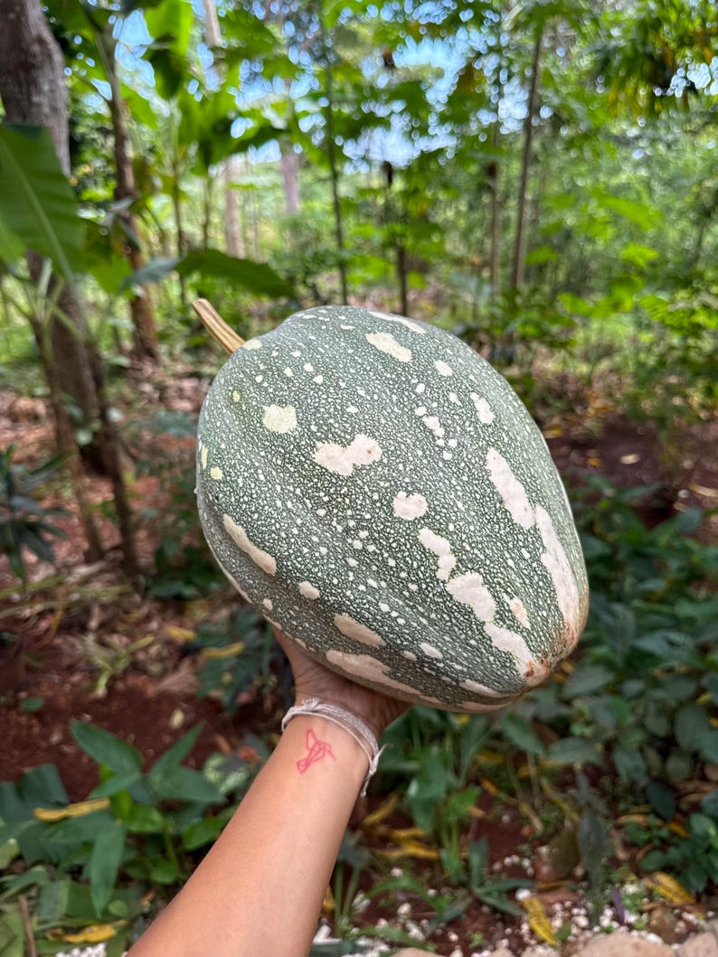 May include: A large, oval-shaped pumpkin with a green rind speckled with white spots. The pumpkin is held up against a backdrop of green foliage and trees. The pumpkin has a light brown stem.