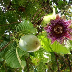 10 giant passionfruit, Passiflora quadrangularis, grenadine, bade