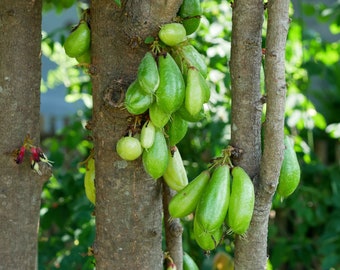 May include: A close-up shot of a tree trunk with clusters of green, oblong fruits hanging from the branches. The fruits have a smooth texture and a vibrant green color. The tree's bark is brown, and the background is blurred green foliage.