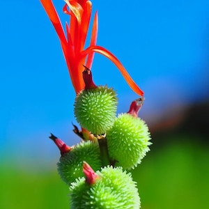 May include: A close-up of a red canna lily flower with green seed pods. The flower is in bloom and the seed pods are round and spiky.