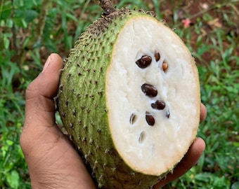Peut inclure: Un fruit de corossol coupé en deux, révélant une chair blanche crémeuse et des graines sombres. L'extérieur vert est parsemé de petites pointes. Le fruit est tenu dans une main, avec un fond de feuillage vert.