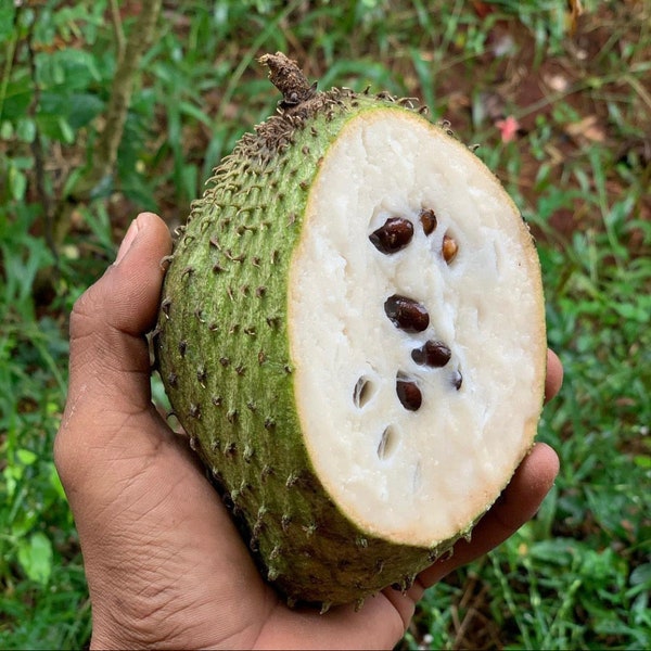 Fruit de corossol, Annona muricata, graines de guanoabana