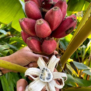 10 Musa velutina - pink banana seeds