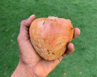 6 Red Custard Apple, Annona Reticulata, Cherimoya Seeds