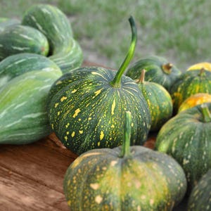 May include: A collection of green and yellow speckled pumpkins and gourds on a wooden surface. The pumpkins have a round shape with a green stem. The gourds are elongated with green and white stripes. The background is blurred.