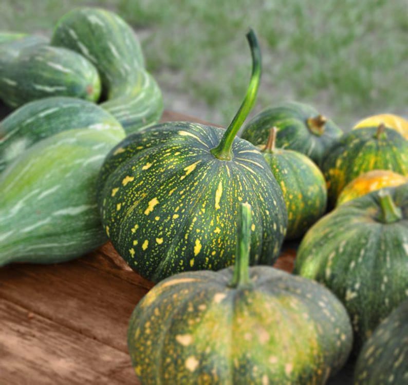 May include: A collection of green and yellow speckled pumpkins and gourds on a wooden surface. The pumpkins have a round shape with a green stem. The gourds are elongated with green and white stripes. The background is blurred.