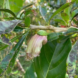 15 Crescentia cujete, Calabash Tree Seeds