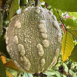 10 haitiska squashfrön från Joumou, Cucurbita Moschata, Calabaza, karibisk squash, västindisk pumpa, Haiti