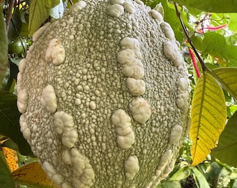 May include: A close-up of a large, light green guava fruit hanging from a tree branch. The fruit has a textured surface with numerous small bumps and larger, irregular white protrusions. Green leaves surround the fruit, with some showing yellowing.