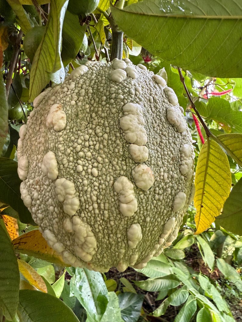 May include: A close-up of a large, light green guava fruit hanging from a tree branch. The fruit has a textured surface with numerous small bumps and larger, irregular white protrusions. Green leaves surround the fruit, with some showing yellowing.