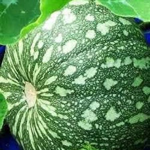 May include: A close-up of a green and white pumpkin with a textured surface. The pumpkin has a ribbed texture and a light-colored stem. The pumpkin is surrounded by green leaves.