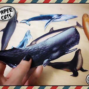 PAPIER-Mischung M2 Fische Säugetiere Delphin Wal Seehund Packung Ausschnitt gestanzt Vintage Retro pingelige natürliche Illustration Basteln Collage Heimdekoration Tier