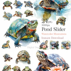 Acuarela Red-Eared Pond Slider clipart, linda ilustración de tortuga de estanque, tarjetas de animales, 24 imágenes de calidad jpeg, uso comercial incluido