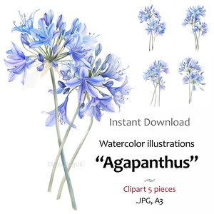 アガパンサスの花の水彩画アート、花のクリップアートイラスト、ウォールアート、カード、5 つの高品質 JPG 画像、商用利用可