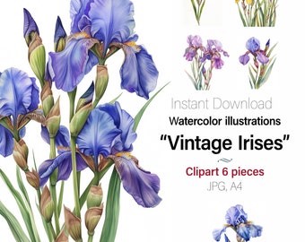 Irises Watercolor art painting, Floral clipart, Wall art, Cards, Junk Journal, 6 High Quality JPG Images Commercial Use Included