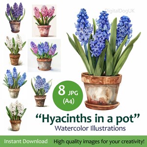 Pacote de clipart de jacinto em aquarela, conjunto de ilustrações de buquê de jacinto de flores de primavera, 8 imagens jpeg de qualidade, uso comercial incluído