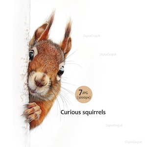 Curieux écureuil peek and hide clipart, illustration d'écureuil mignon, écureuil animal carte enfants 7 jpeg qualité Img usage commercial inclus