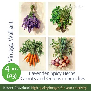Aquarell Illustration Spisy Kräuter, Karotten, Zwiebeln, Lavendel Clipart Bundle. Vintage Kitchen Wall Art Set von 4 Bildern in JPEG-Qualität
